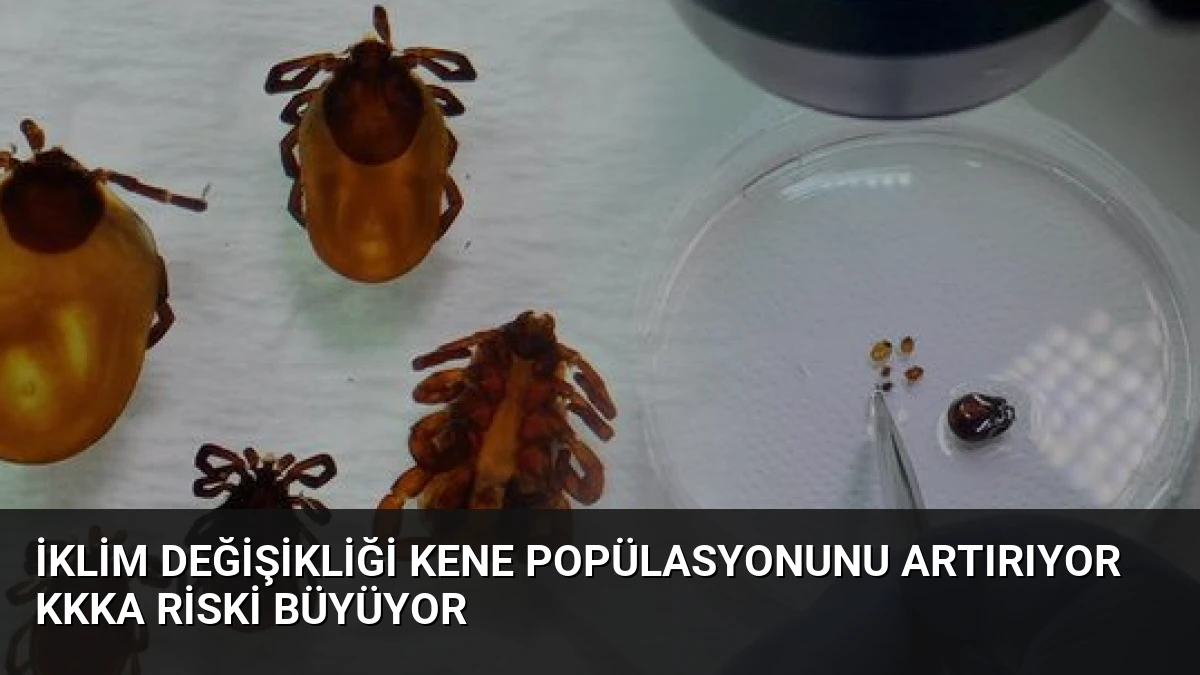İklim Değişikliği Kene Popülasyonunu Artırıyor KKKA Riski Büyüyor