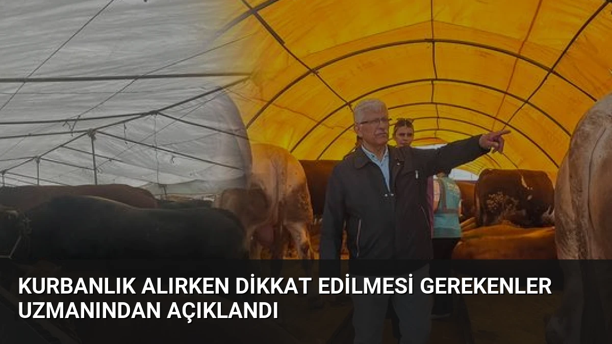 Kurbanlık Alırken Dikkat Edilmesi Gerekenler Uzmanından Açıklandı