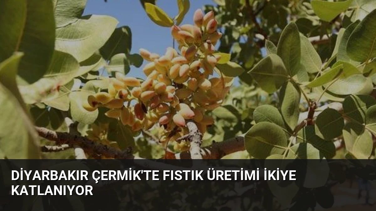 Diyarbakır Çermik’te Fıstık Üretimi İkiye Katlanıyor