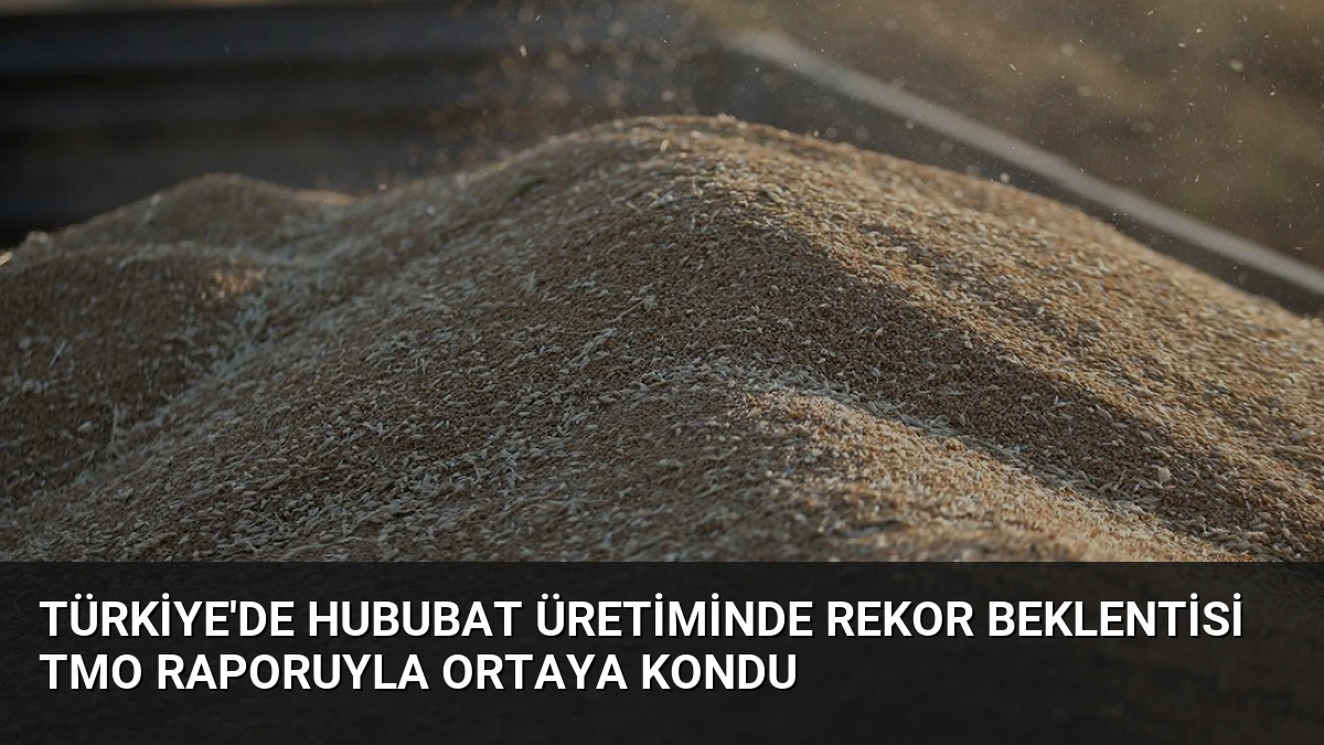 Türkiye’de Hububat Üretiminde Rekor Beklentisi TMO Raporuyla Ortaya Kondu