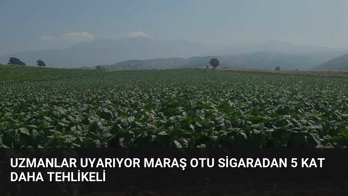 Uzmanlar Uyarıyor Maraş Otu Sigaradan 5 Kat Daha Tehlikeli