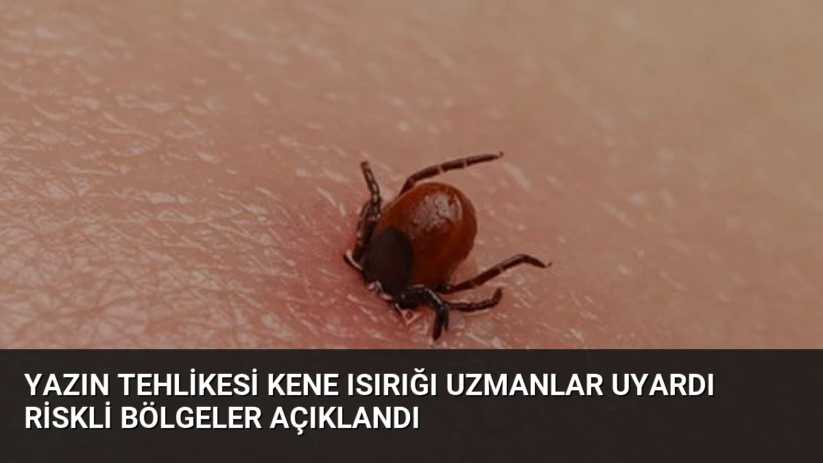 Yazın Tehlikesi Kene Isırığı Uzmanlar Uyardı Riskli Bölgeler Açıklandı
