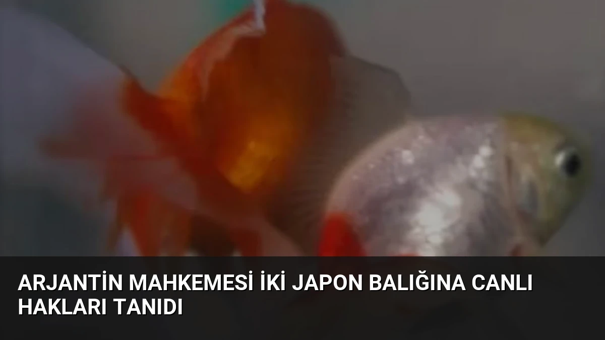 Arjantin Mahkemesi İki Japon Balığına Canlı Hakları Tanıdı