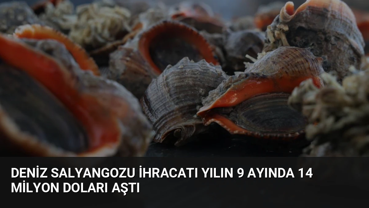 Deniz Salyangozu İhracatı Yılın 9 Ayında 14 Milyon Doları Aştı